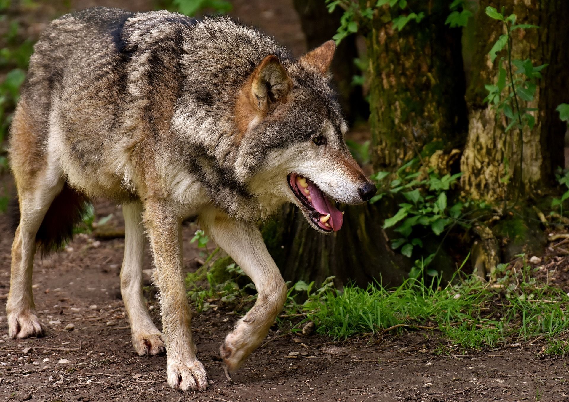 Der Wolf im Ostallgäu