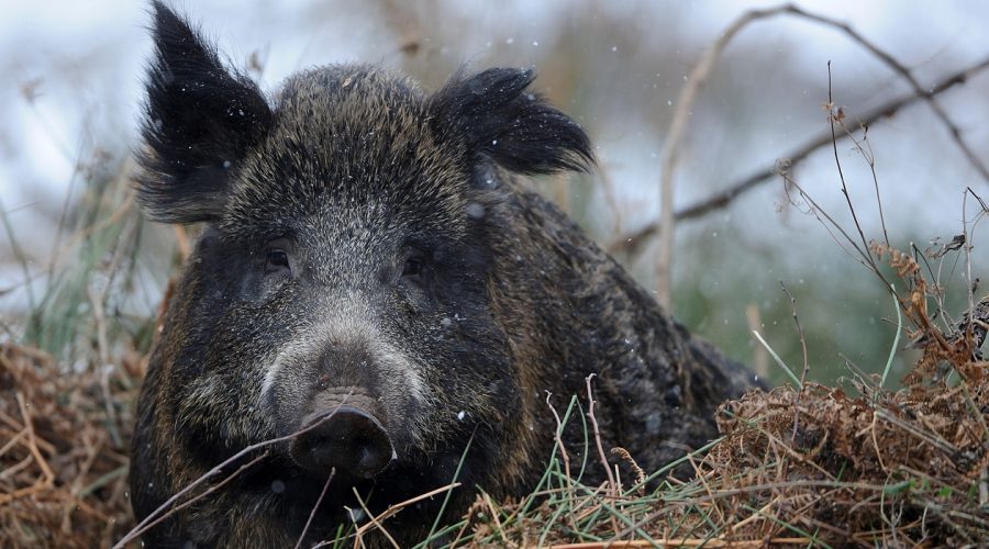 Wildschwein im Schnee, Winter